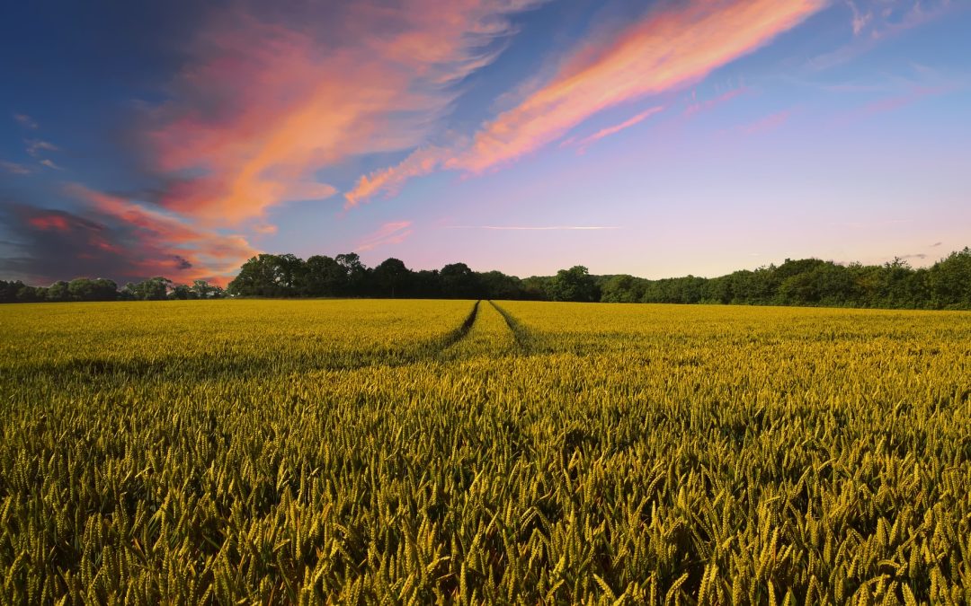 Why Slavonia?