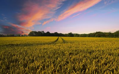 Why Slavonia?