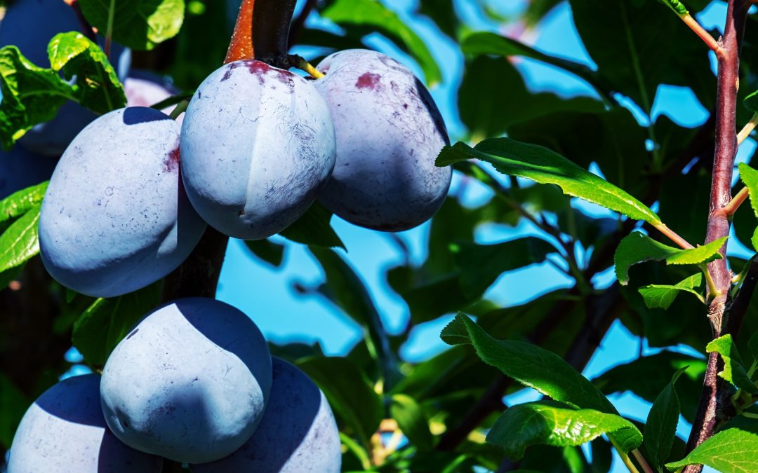 The pride of Croatian orchards